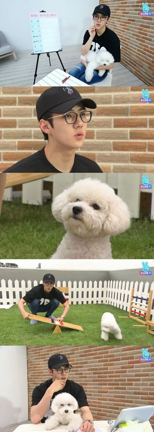 exo吴世勋-vivi :花美男与狗的相遇 无论何时都吸引眼球!